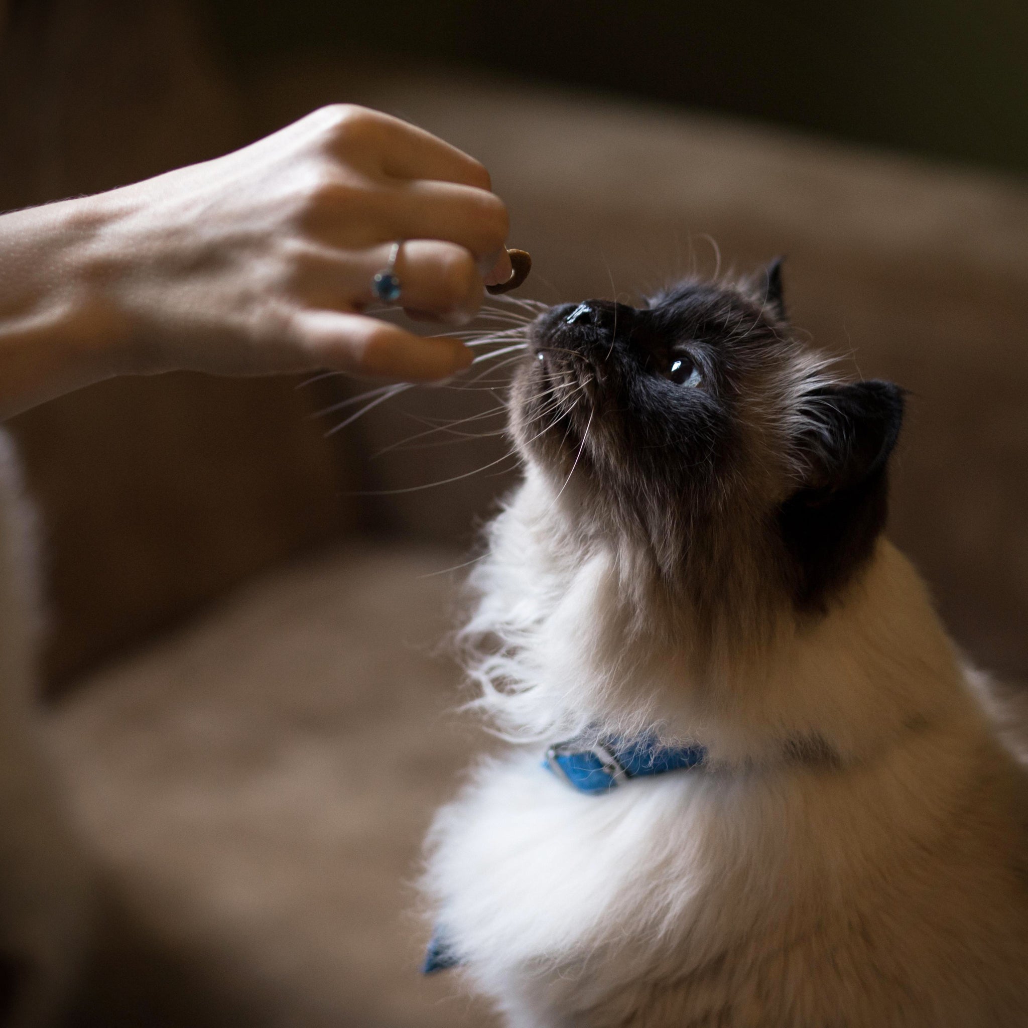 What nuts clearance can cats eat