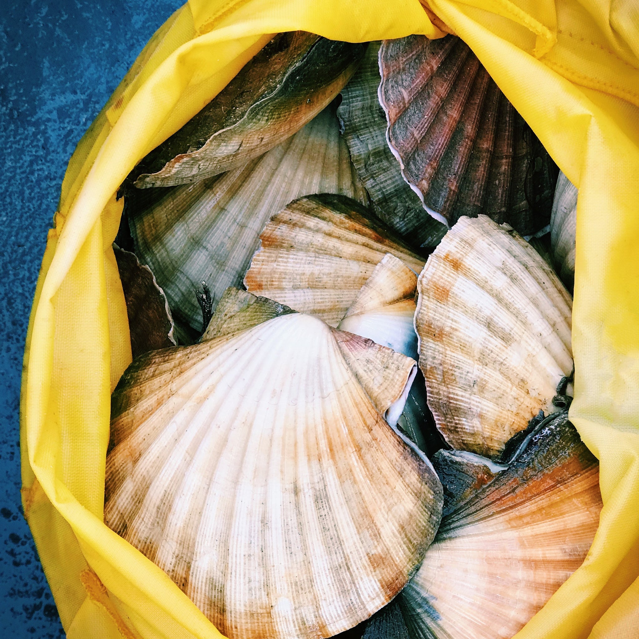 GO! Pesto™ - Shellfish With Pesto Pasta