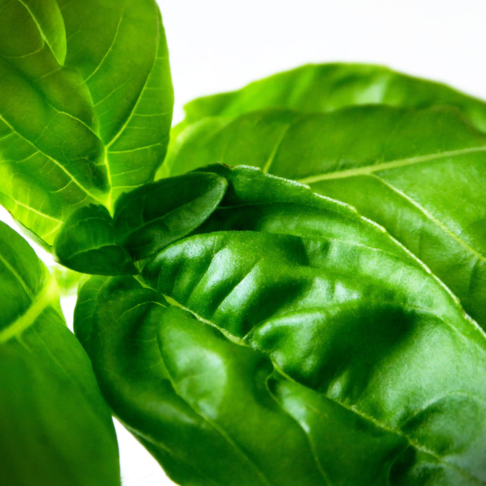 Should You Blanch Basil For Pesto?