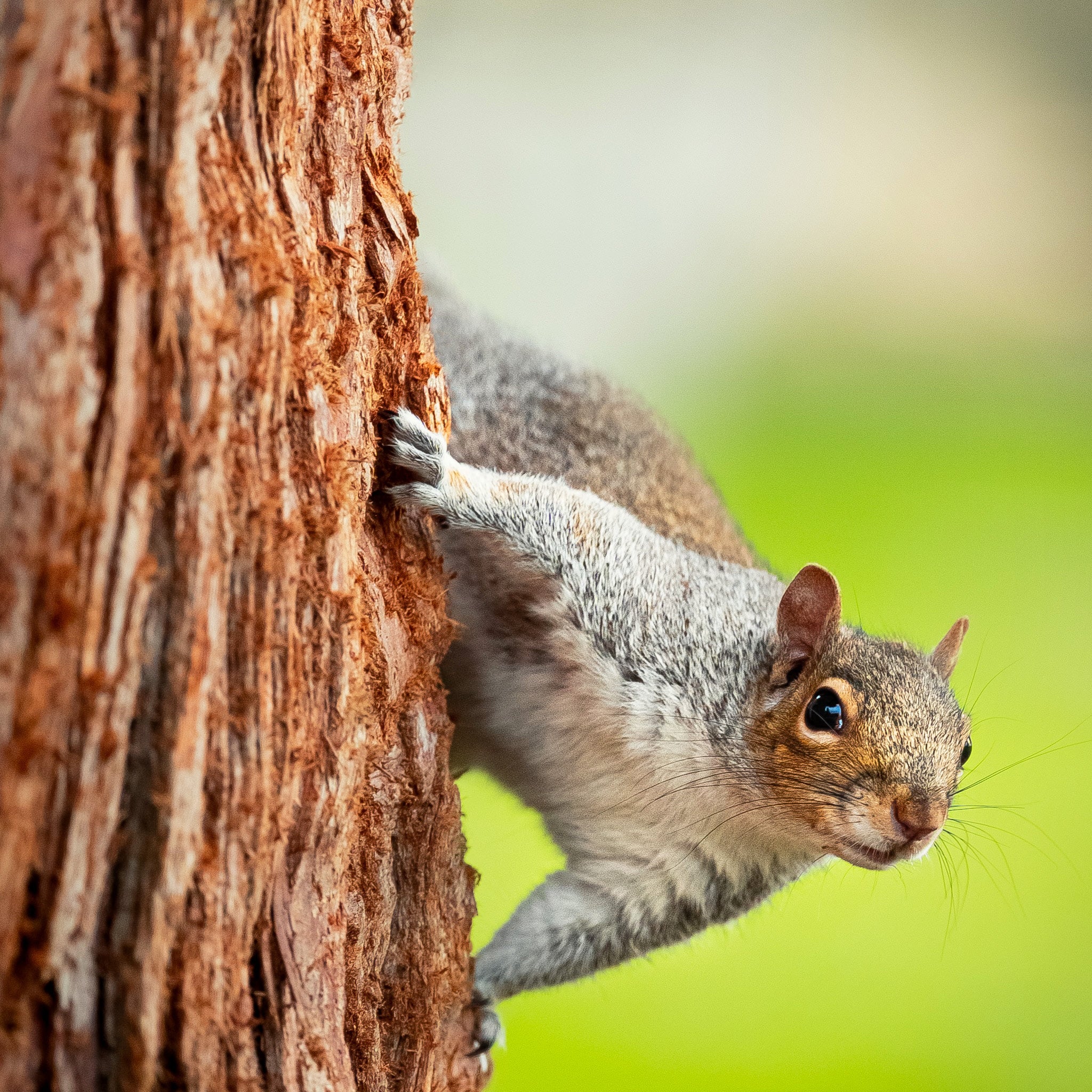 GO! Pesto™ Is Pesto Bad For Nut Allergies?